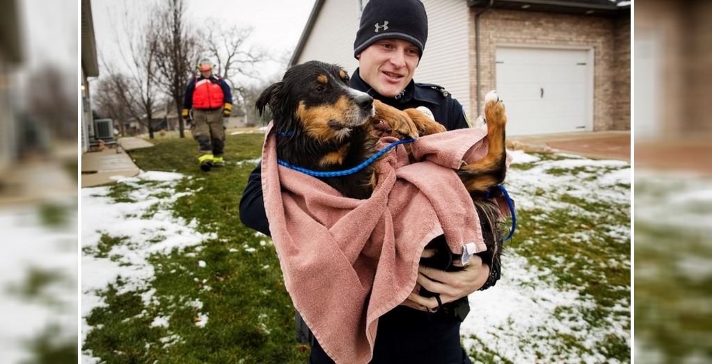dog rescued in England