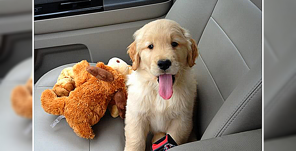 travel with sickness dog