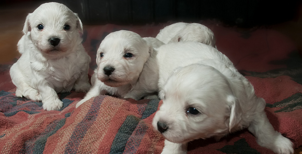 Ban On Pet Shops Selling Puppies