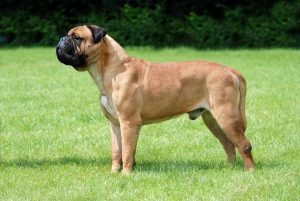 Bull Mastiff