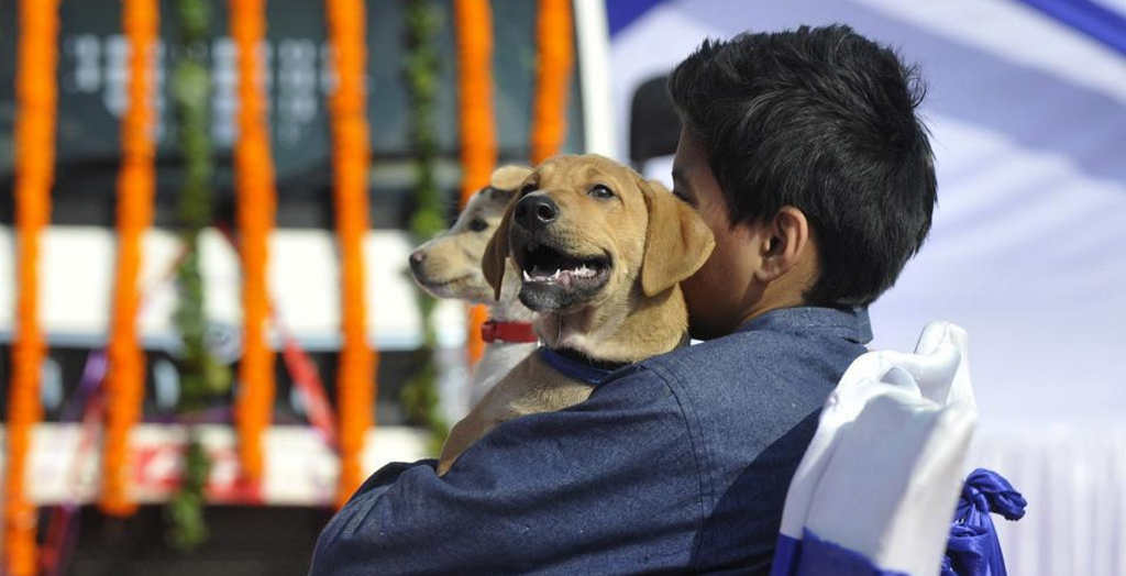 Dispensary For Stray Animals
