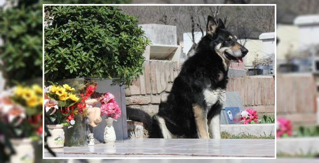 Dog Watches Master's Grave