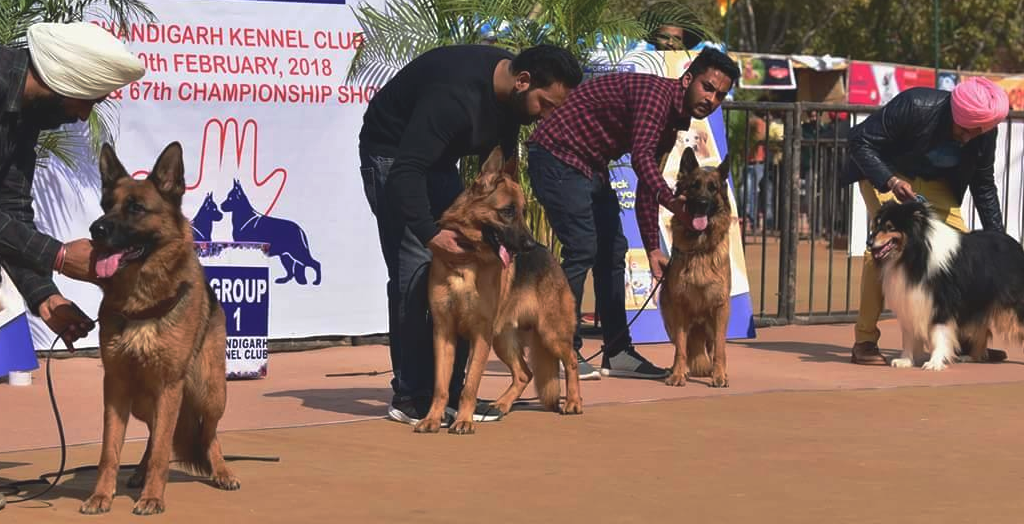 Dog show in Chandigarh