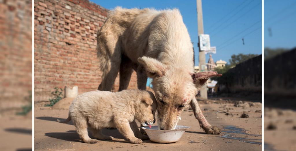 Help Stray Dogs