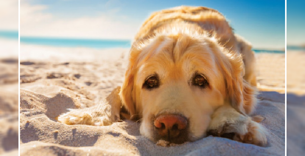 Keep Your Dogs Cool In Dubai