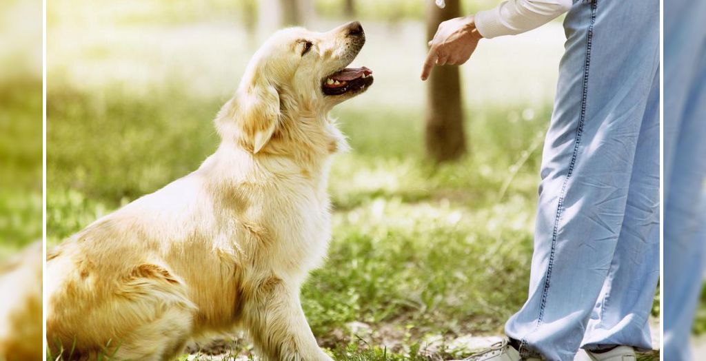 Mistakes Dog Owners Make