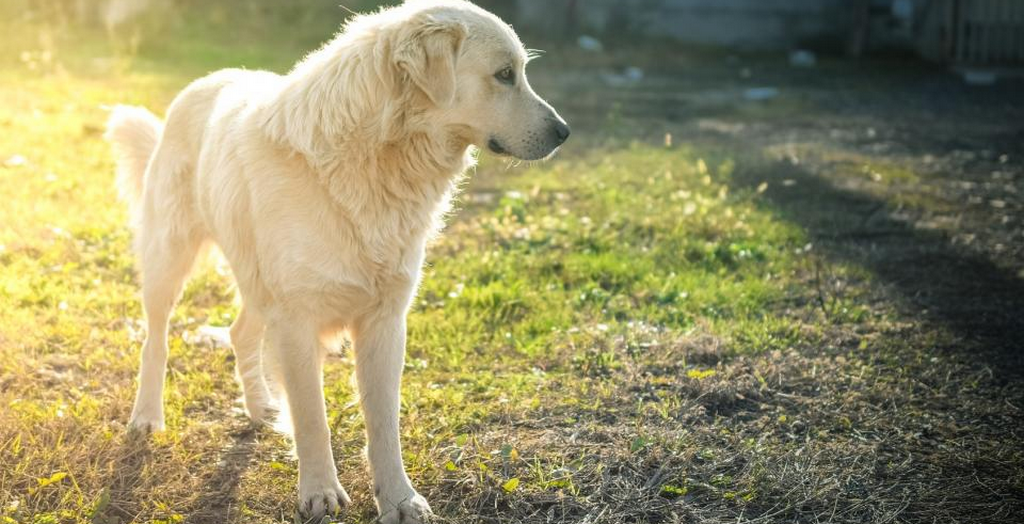 Summer health problem in dogs