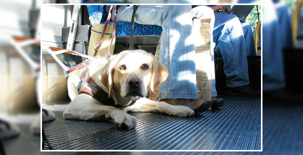 Travelling with pets