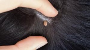 fleas and ticks in dog