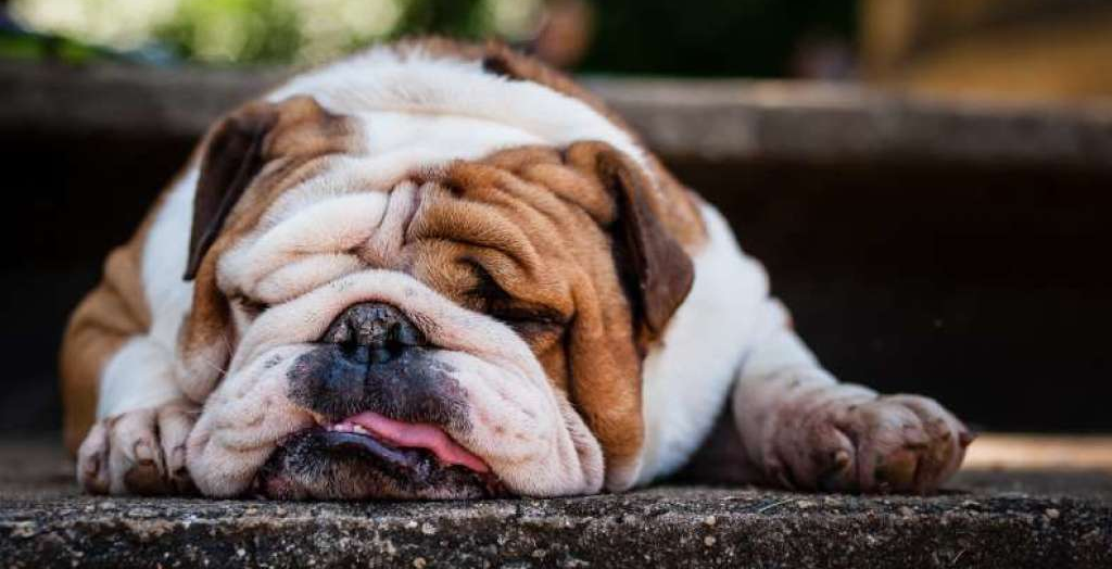 Dog Breeds For Lazy Owners