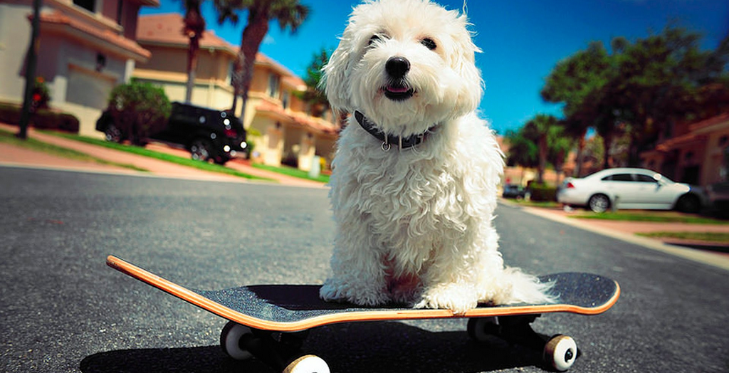 How To Teach Skateboard To Your Dog