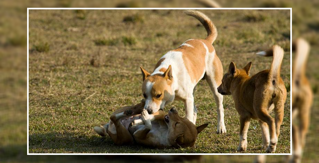 stray dog in chandigarh