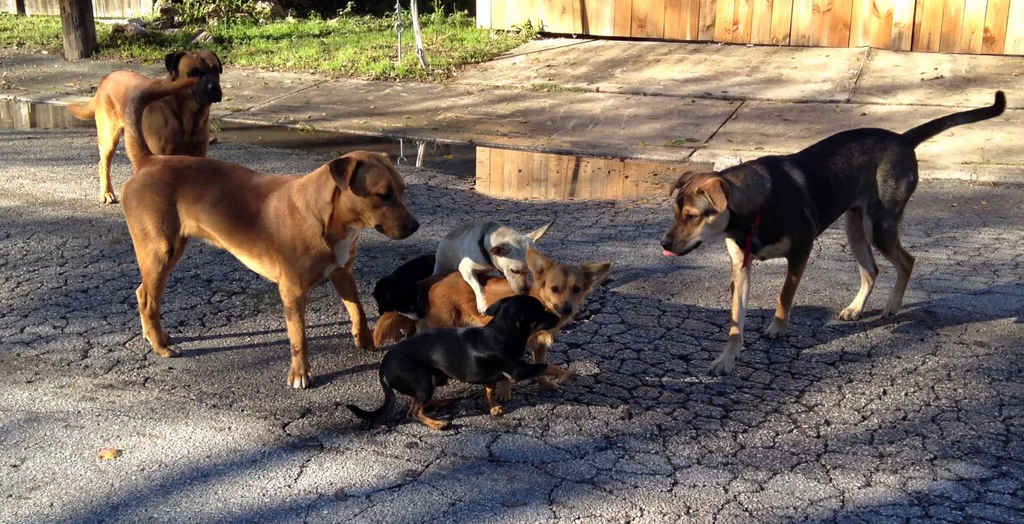 Awareness drives on stray dogs