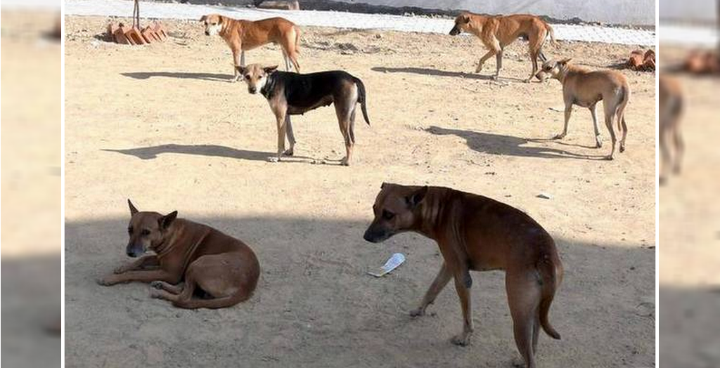 Cruel treatment of stray dogs