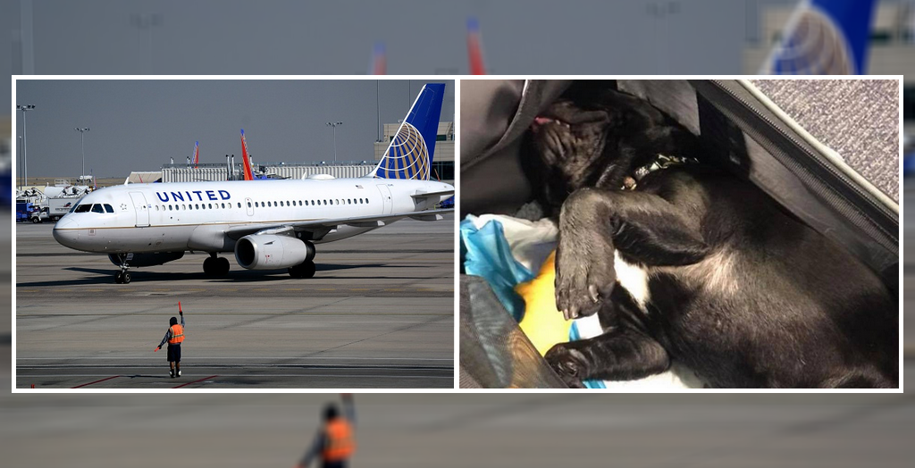 Dog Dies On A Flight