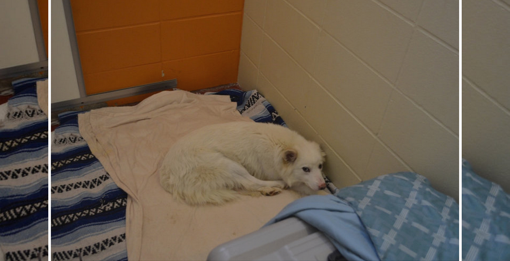 Dogs Terrified Of Human Contact