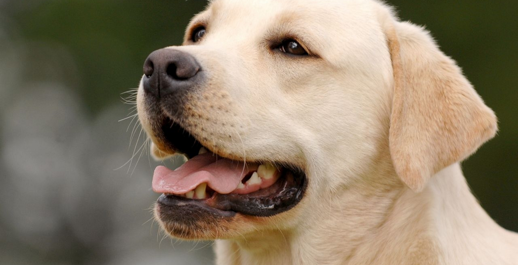 Labrador retriever