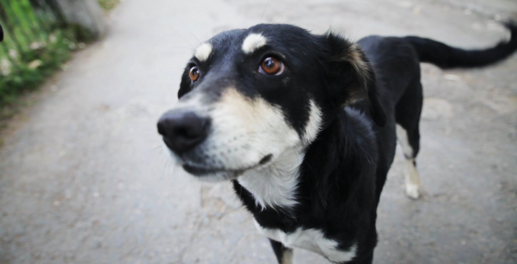 Chandigarh Municipal Corporation