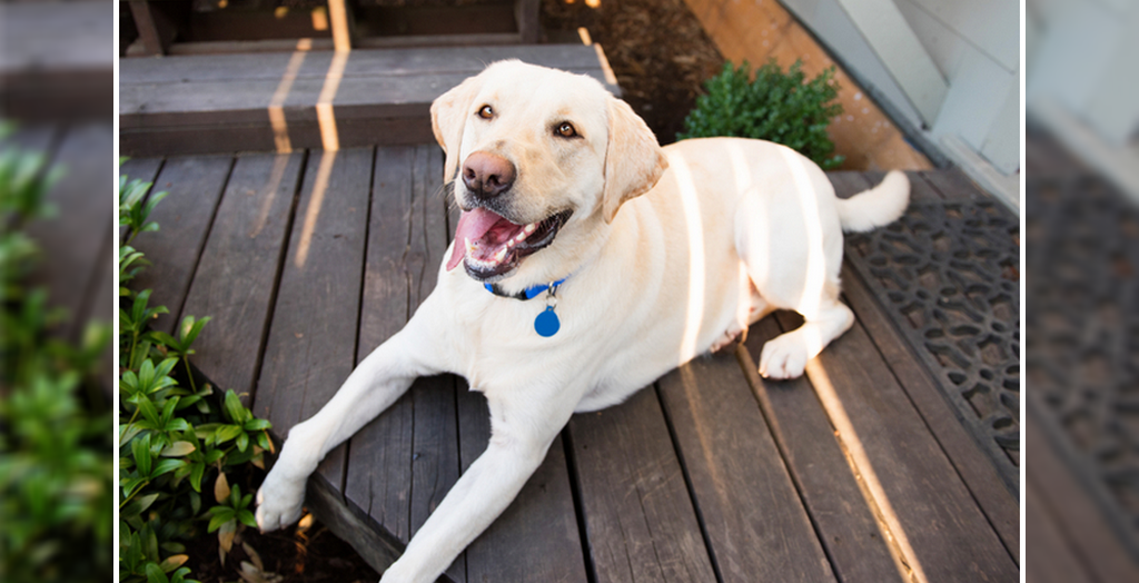 Pet dog registeration