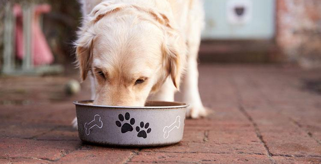 Right Nutrition To Your Dog