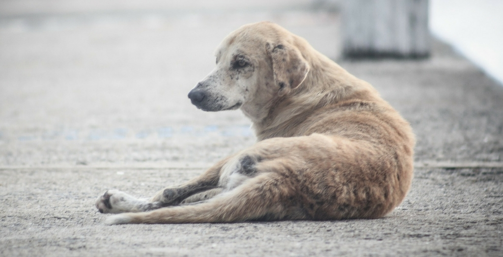 Remove stray dogs from campus