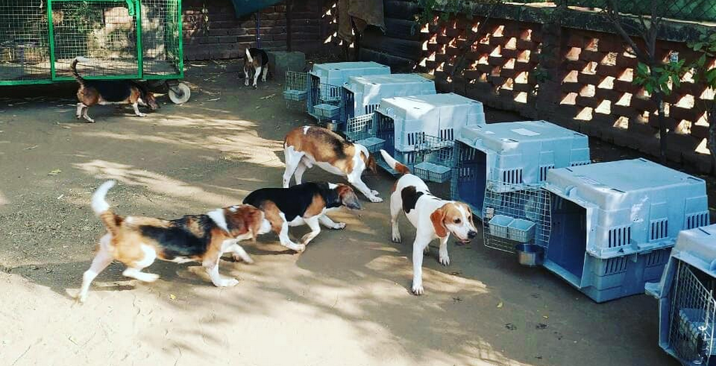 beagle are up for adoption