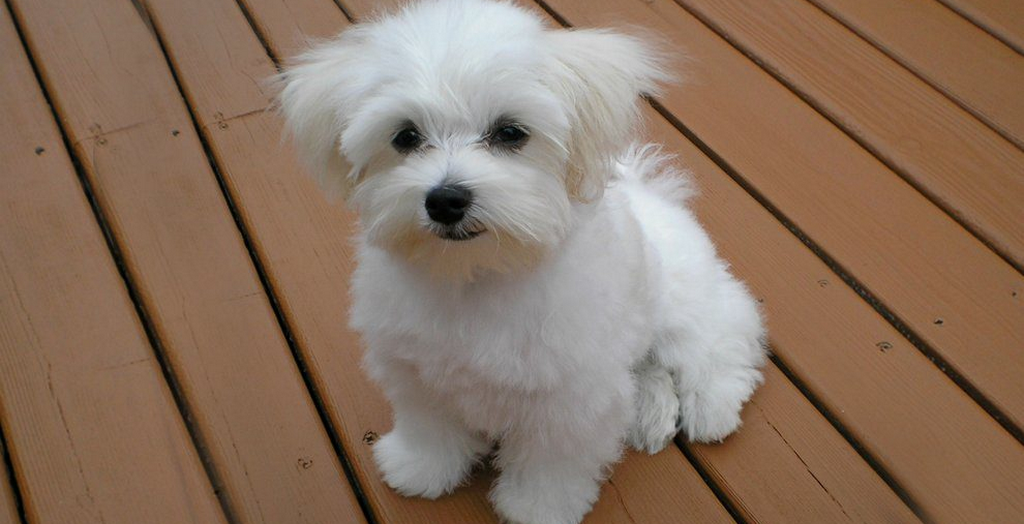 Complete Guide on Choosing Wheaten Terrier Puppy