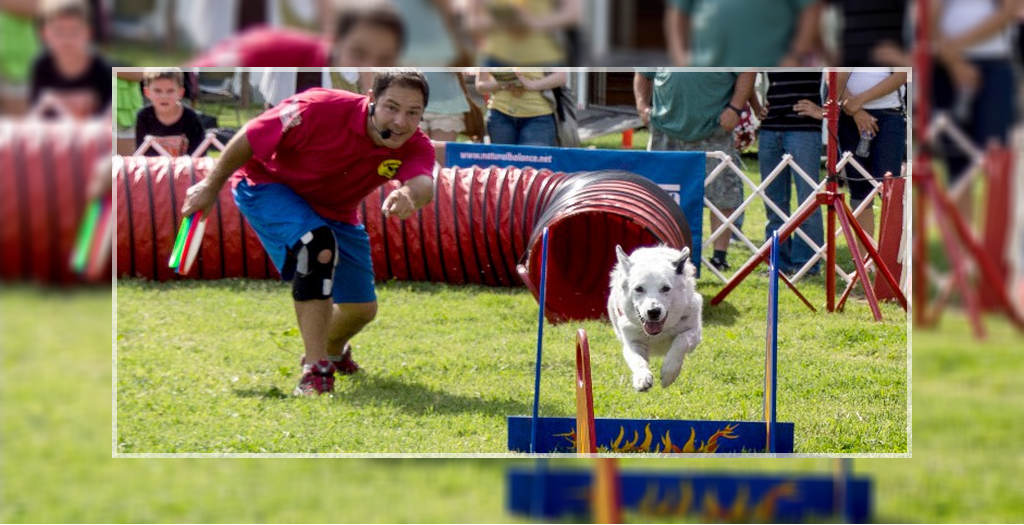 All About Dog Festival