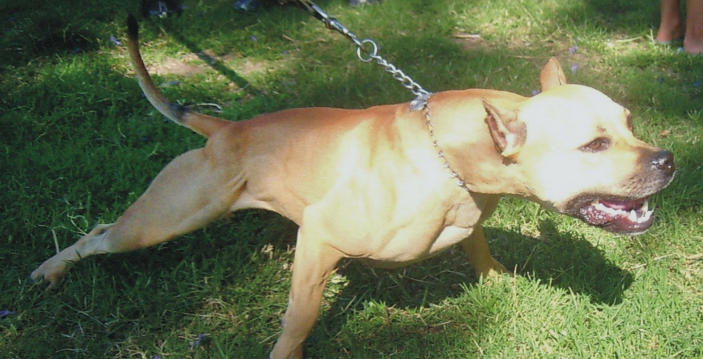 American Pit Pull Delhi