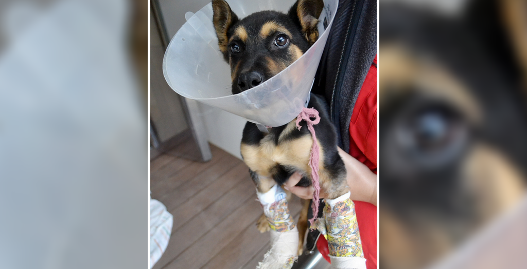 Antilles with splints-up-close