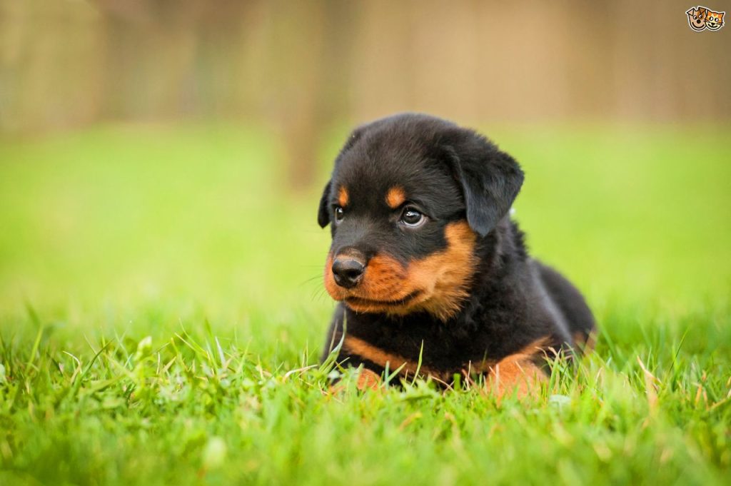 Cute-Rottweiler-Puppy-Sitting-In-Grass