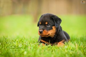 Cute-Rottweiler-Puppy-Sitting-In-Grass