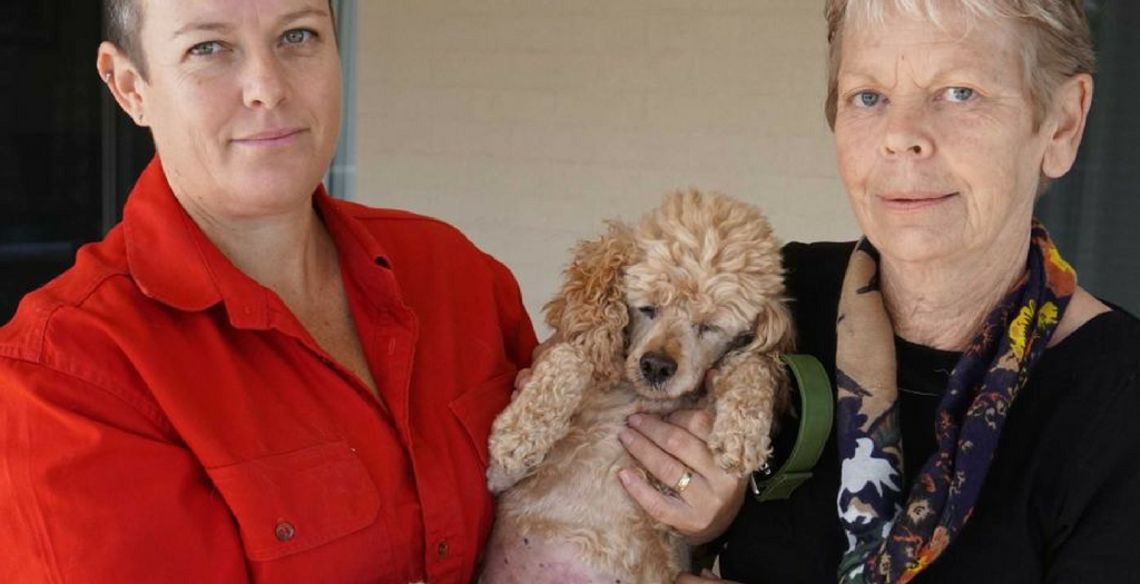 Dog rescuers saved 19 dogs