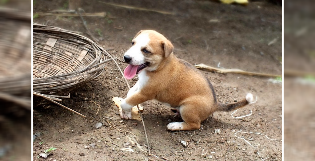 Indian dog breed
