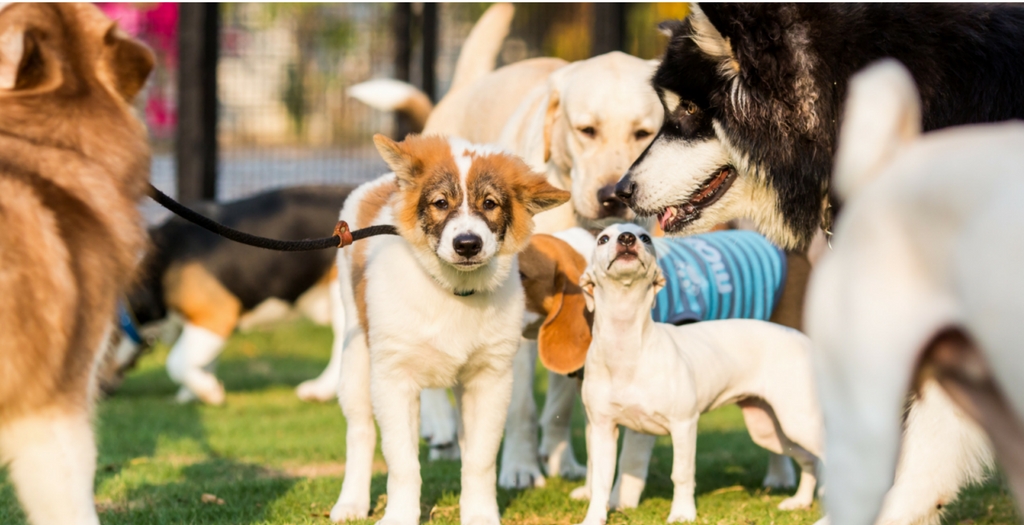Rehab Centre For Dogs