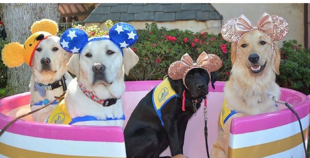 Service Dogs at Disneyland