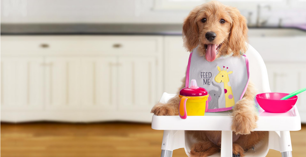 Summer food for dogs