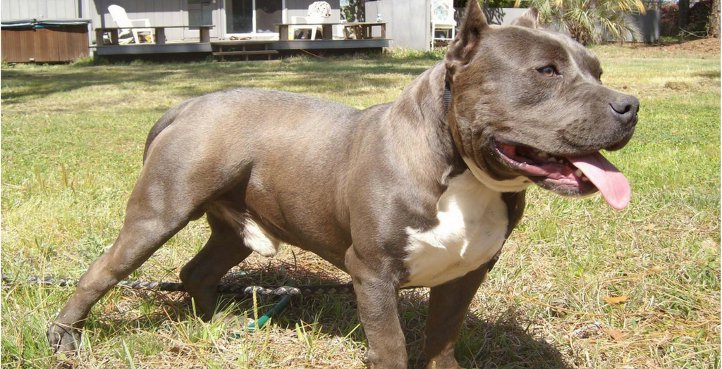 Pit Bull Dog's Attack