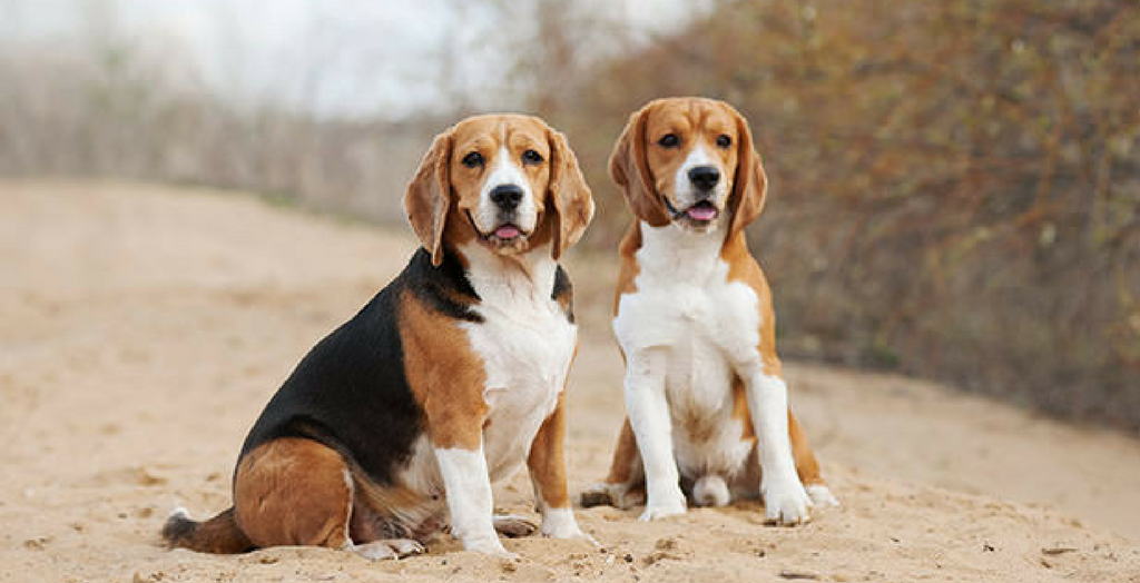 Fealgles Dog Find A Home