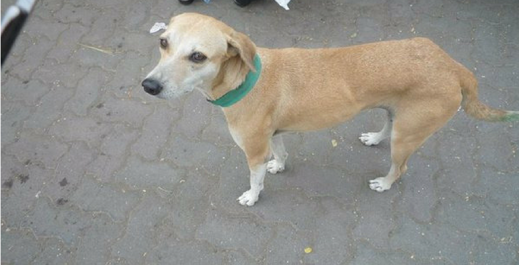 Stray dog with green coller