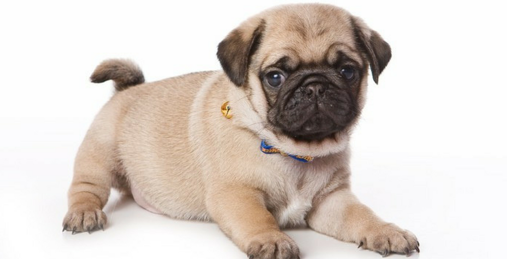 Pug Dog