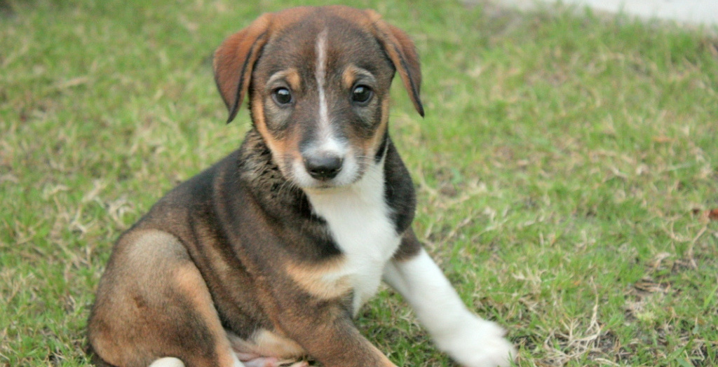 Stray dog puppy