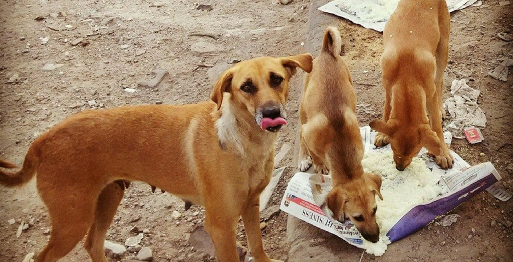 Feed Stray dogs