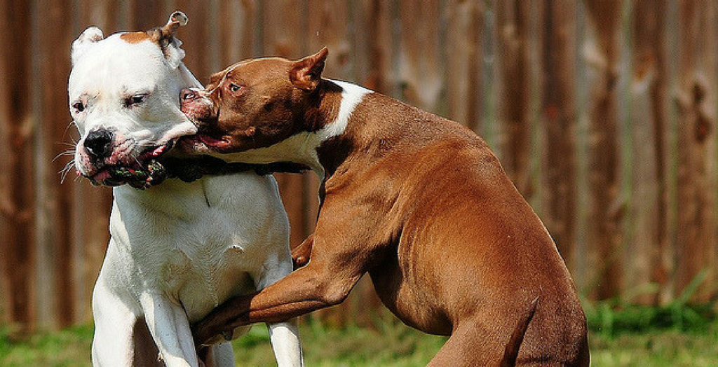 Pit bull fight