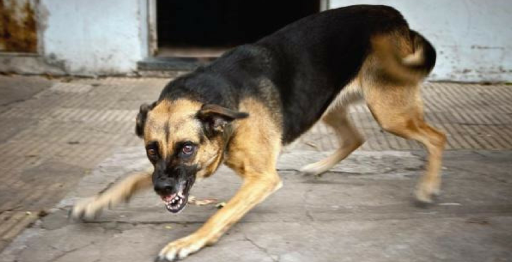 Rabies Stray Dog Bite