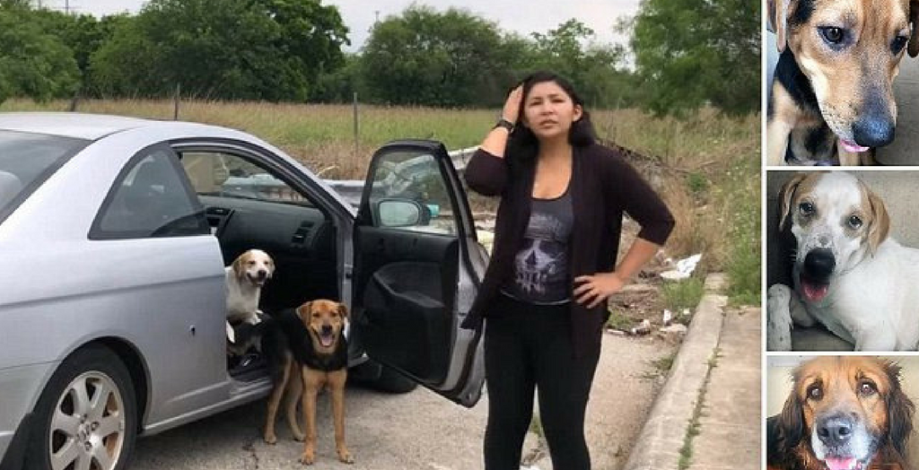 A woman abandoning four dogs