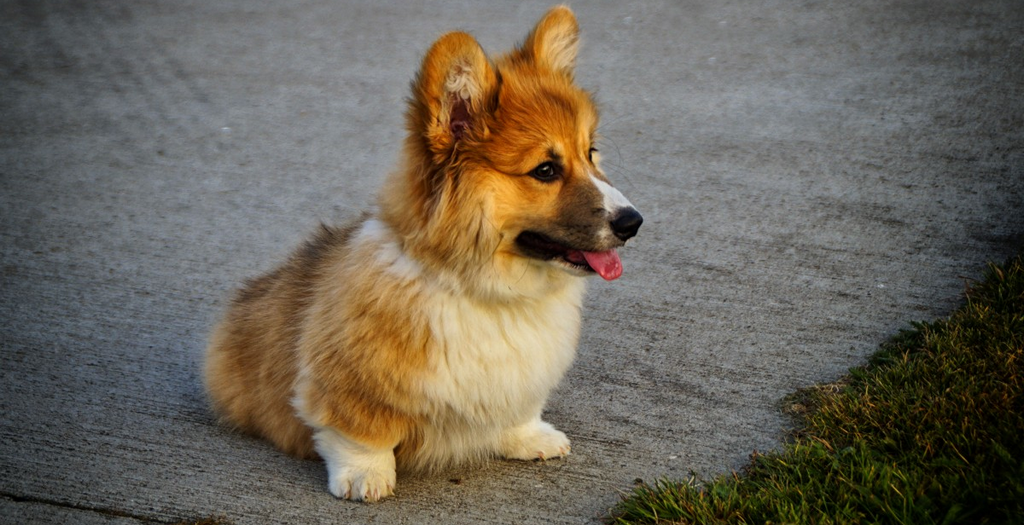 corgi