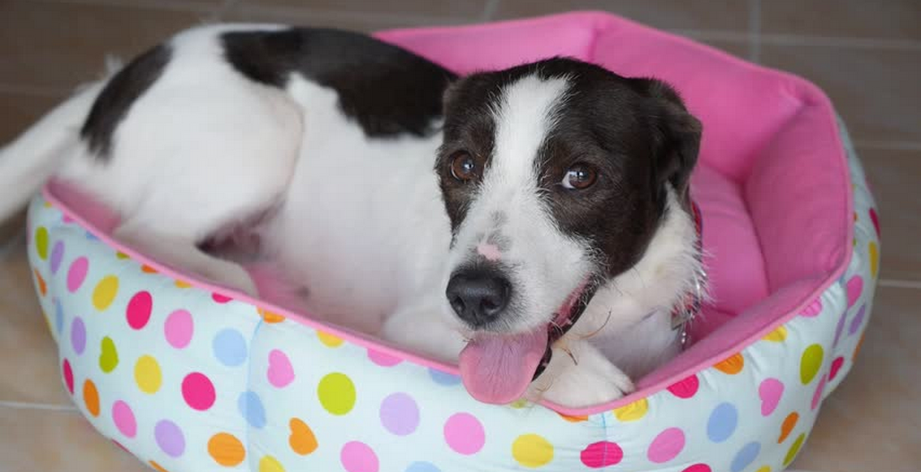 cozy stay to your pet