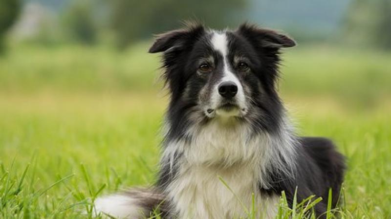 border collie