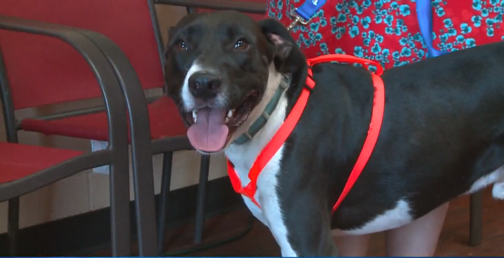 dog rescue a family from a fire